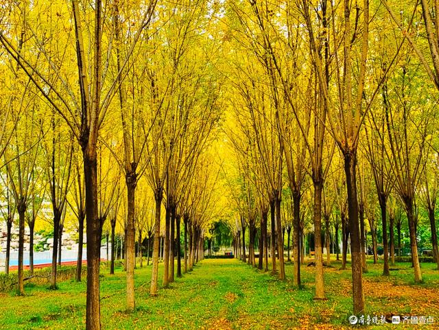 沂河岸边秋景美，抬眸尽是好风光