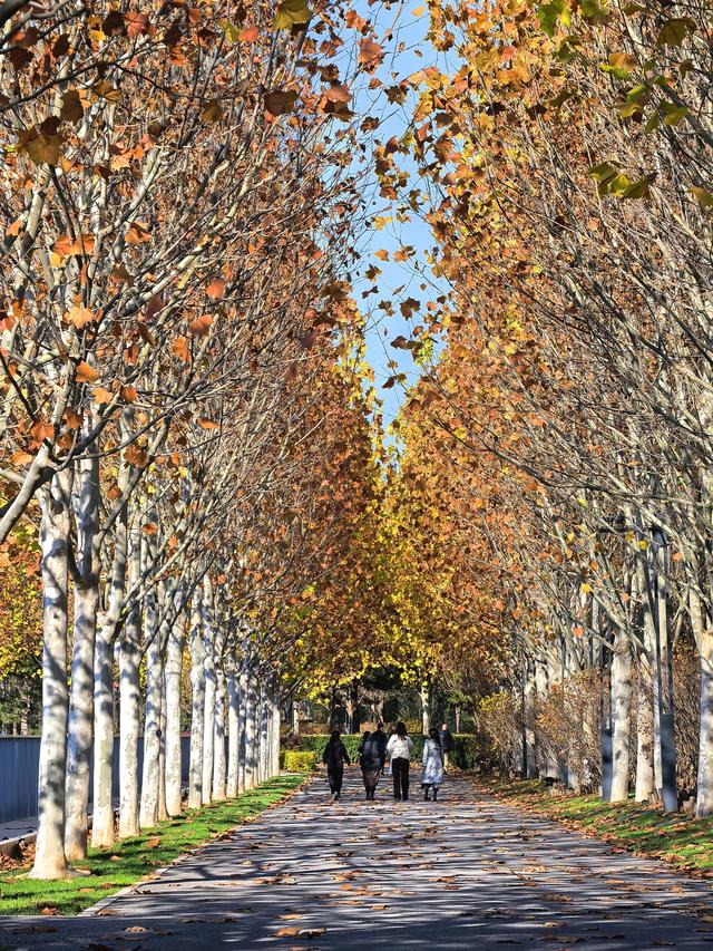 小雪节气，北京通州镜湖之滨好风光