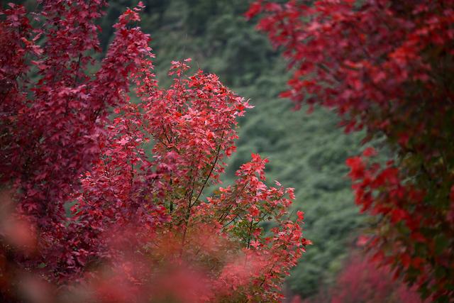 镜鉴｜定格美丽重庆：深秋已至 渝北云龟山红枫滴艳