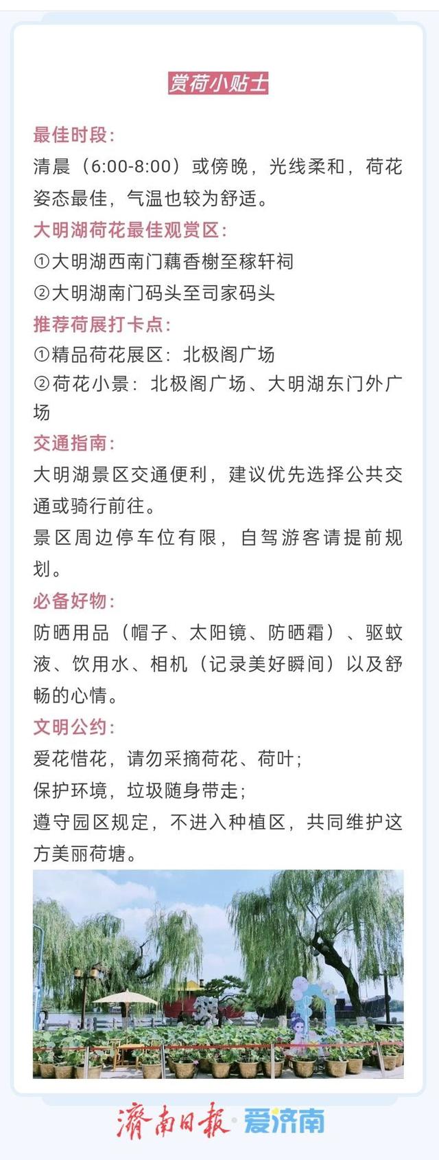 一年四季 泉在济南｜济南第39届荷花艺术节启幕，邀您共赏湖畔荷韵盛宴！