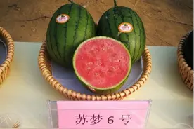 聚焦淮安丨江苏淮安：建设农业强市，种业振兴蹚出现代农业“芯”征程图片