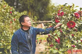 深读 | 山茶花如何越开越艳图片