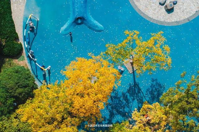 实况！武汉彩叶季来了，这些地方最出片