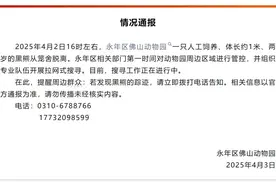 黑熊出逃，紧急闭园！最新情况图片