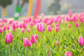 春日限定浪漫上线！这个周末去大青山看郁金香吧图片