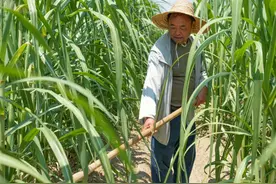 蚌埠固镇：一块红糖讲述农文旅融合“甜蜜故事”图片