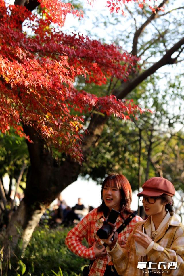 红枫如火 冬日亮色｜组图