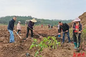 湖南日报丨种得荔枝三百亩 不辞长作江永人图片