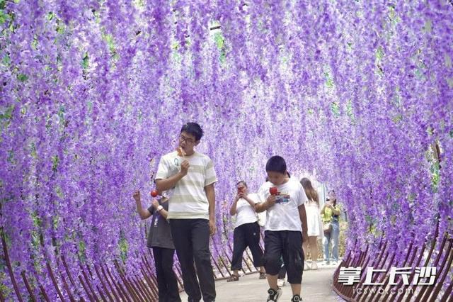 组图｜紫色花廊上线，石燕湖打造假日游玩新体验