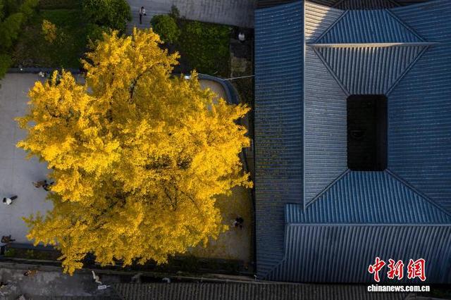 重庆：千年银杏树换“金装”  满目金黄引游人
