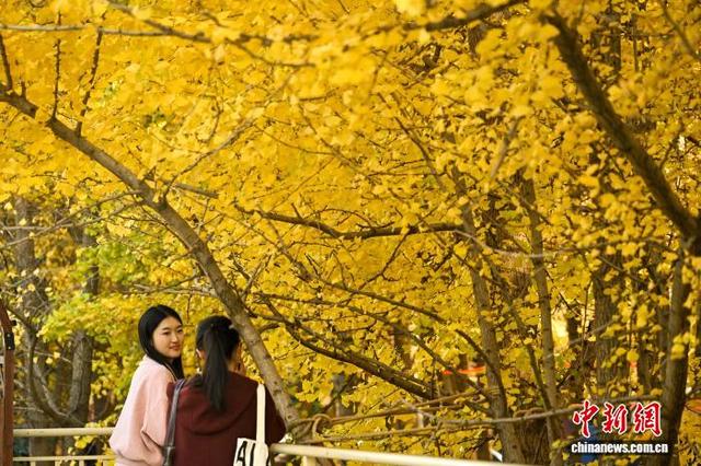 昆明街头银杏披“金衣” 市民打卡忙