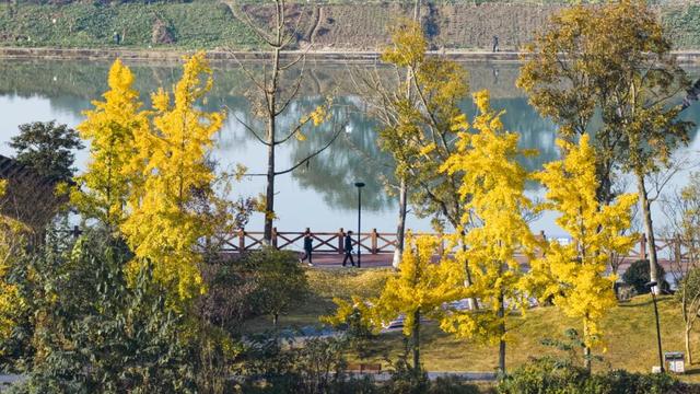 超美！大邑人的顶流来了