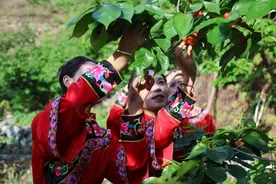 “恩桃儿”红了！“五一”假期去四川泸定摘樱桃看美景图片