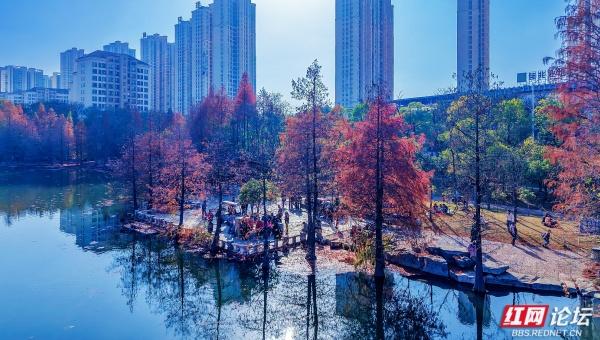 【每日一图@湖南】漫步粟雨湖畔，拾取水杉与冬光合写的暖意篇章