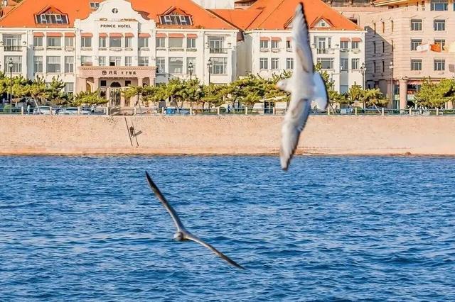 治愈天花板！快来“鸥”遇冬日山东