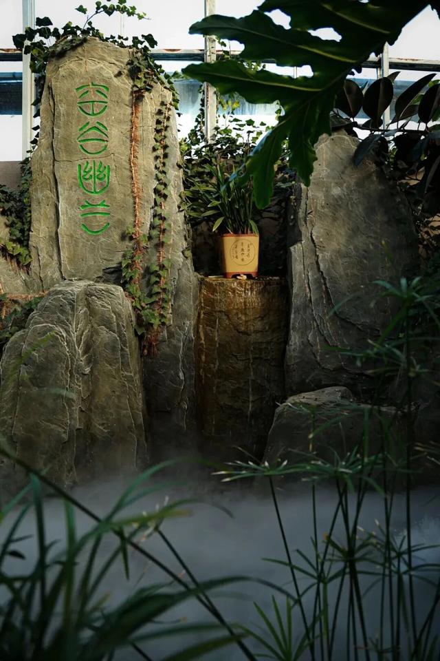 太美了！北京室内花海绽放，“兰”不住的冬日浪漫