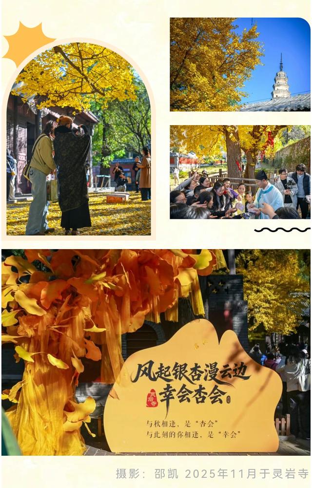 《2025济南赏银杏地图》出炉！一键收藏，赶快出发！