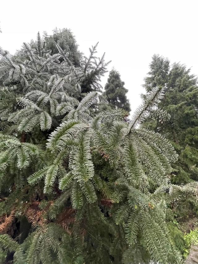 多地下雪！广西限定版“冰雪世界”已上线