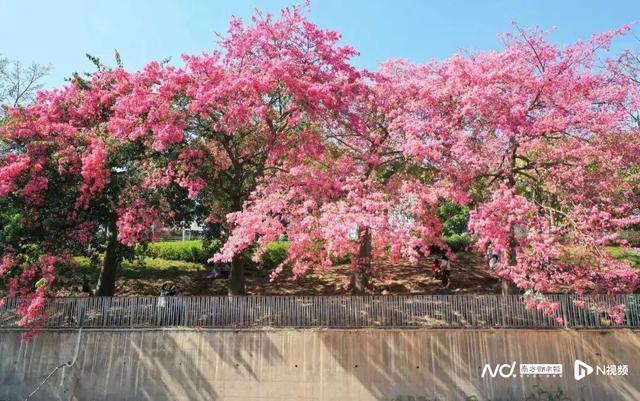 转角遇花海，深圳一地被“挤爆”！网友：怎么拍？求赐教