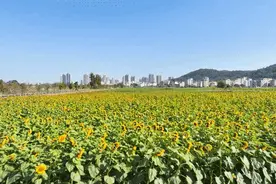 200亩向日葵花海来啦！快来海陵丹济村打卡图片