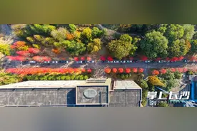 组图丨有一种美叫长沙的秋！湖南农大的枫叶红了图片