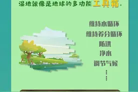 世界湿地日｜“地球之肾”有多重要？一图看懂神奇的湿地图片