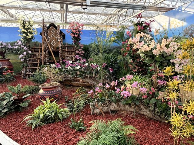 2026北京兰花文化嘉年华开幕 4万盆精品兰花带游客“冬季入春”