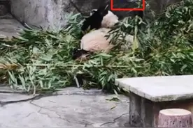 男子朝大熊猫砸可乐瓶 重庆动物园最新回应：当事人将终身禁止入园图片