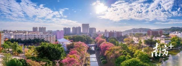 粤享暖冬！异木棉花海暴击，网友：请北方朋友看过来