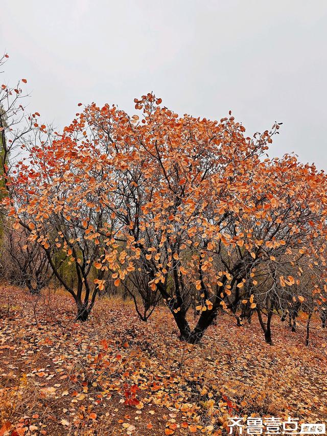 立冬首周末雨润章丘：红山翠谷赏红叶，仙境啊～