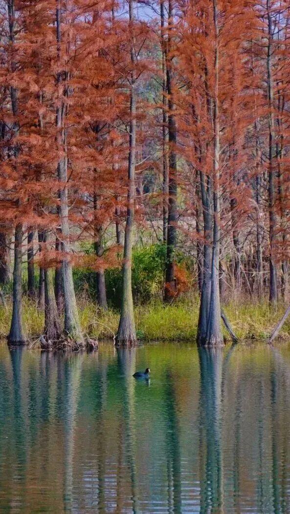 成都限定红！水杉最美季节上线，赶紧打卡