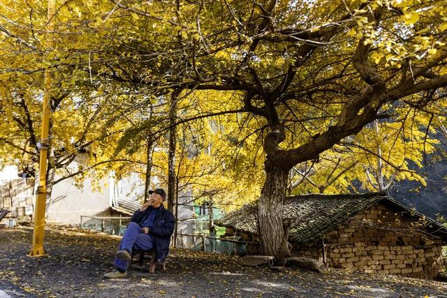 银杏黄了！安陆红了！