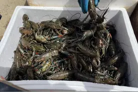 沿着河湖看新疆 | 东虾西移结硕果 新疆龙虾迎来大丰收图片