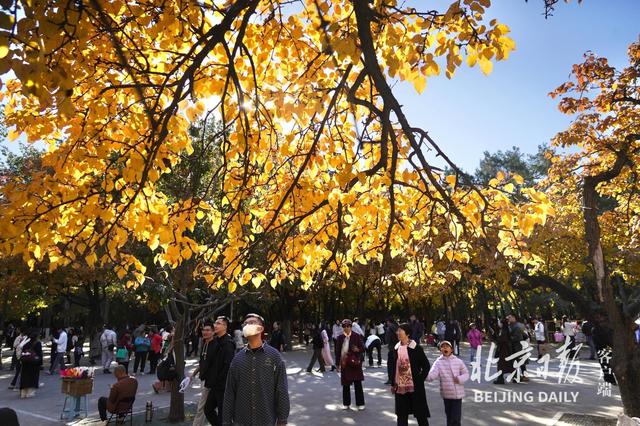 拥抱秋色！地坛银杏大道游人如潮