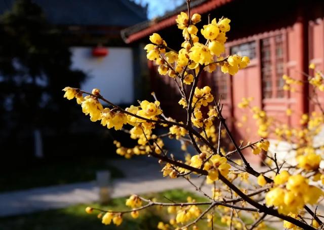 香香香香香！碑林的蜡梅开了！