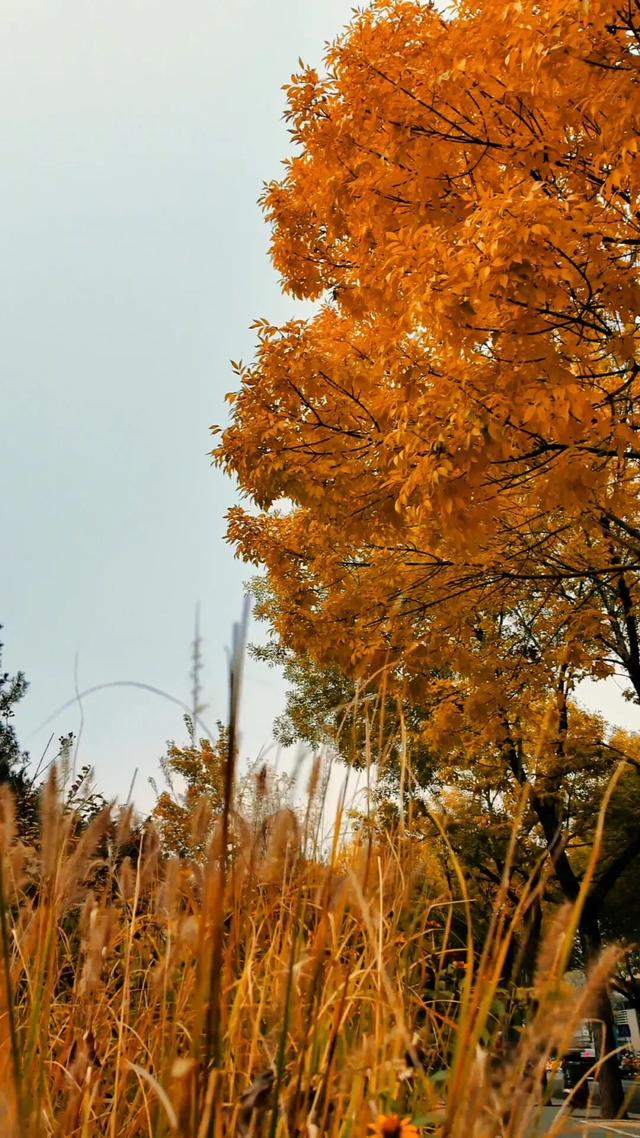 黄金大道秋意浓，石景山这条路进入最佳观赏期！