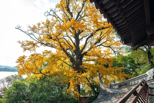 咔嚓~接下来的南湖，金灿灿！