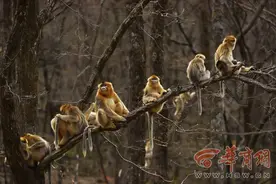 温柔礼貌、会帮带娃，认识山中精灵——川金丝猴图片