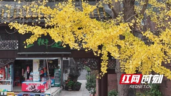 凤凰古城：初冬暖阳映古城 灵秀之美醉游人