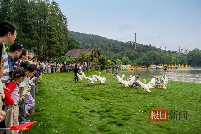 知音故里蔡甸“双节”迎客116万人次，同比增长26.08%