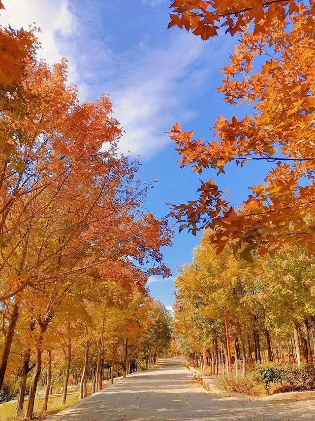 石林万家欢蓝莓庄园“枫”景正好
