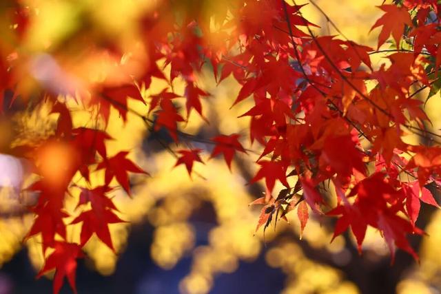 此时此刻，最美的栖霞山！