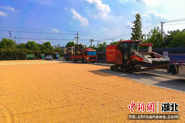 枝江市董市镇：“粮”辰美景入画来