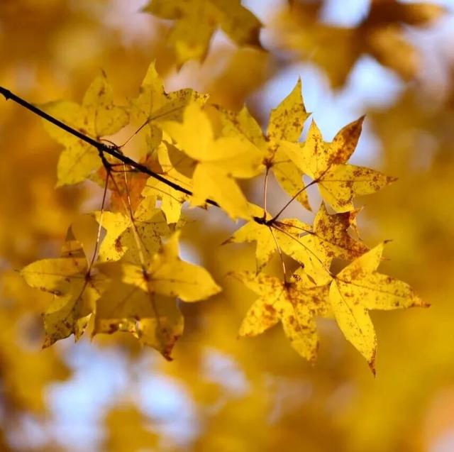 老广们！即刻出发“朗京嘿哈山”啦～