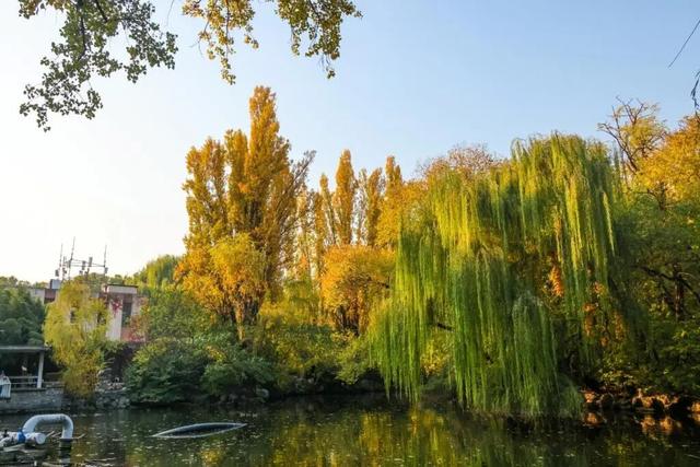 当立冬遇见金秋，北京动物园赏秋打卡攻略