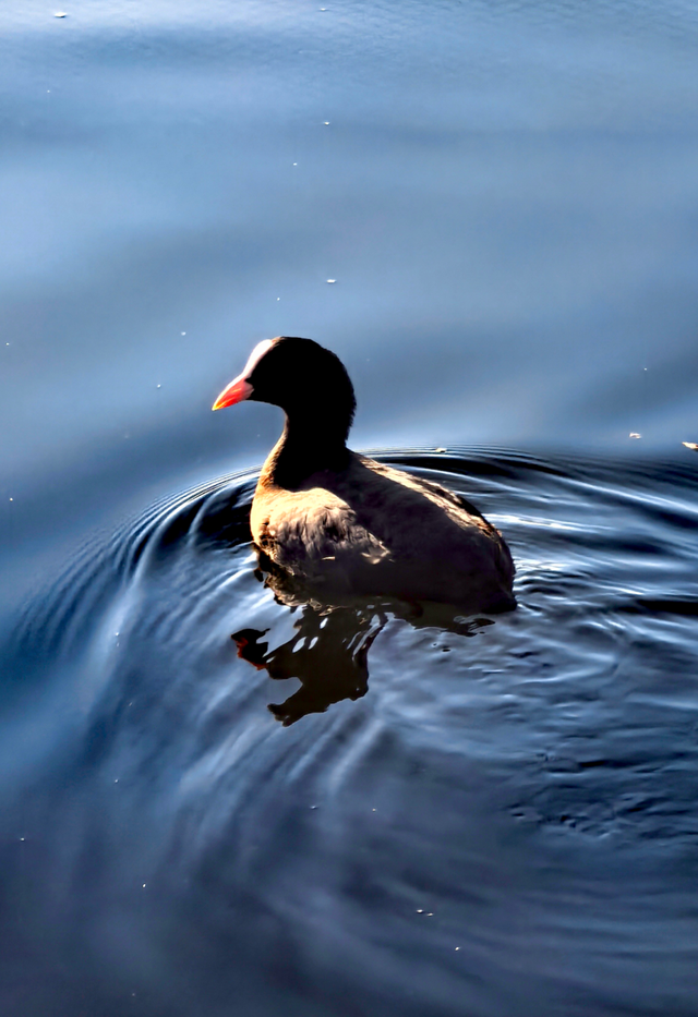 碧水映天，芦苇摇曳，什刹海西海湿地公园风景正好