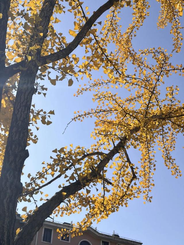 秋冬限定美景上线！快来长宁这个小镇打卡吧→