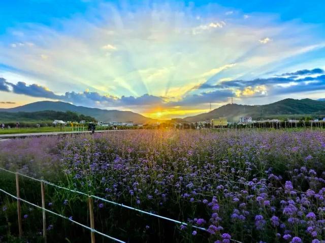 漳州也有“普罗旺斯”花海了！