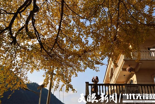 正安:初冬银杏“换装”引客来