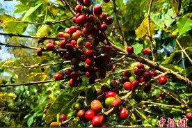 云南云县：咖啡产业引领新“丰”景图片